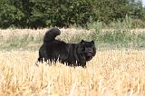 CHOW CHOW 028